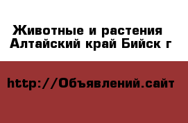  Животные и растения. Алтайский край,Бийск г.